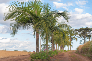 A Royal Debate: How Are King Palm and Queen Palm Different?