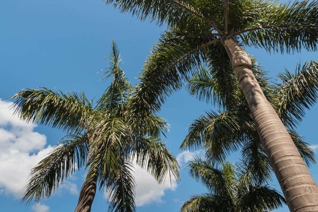 Palm Trees