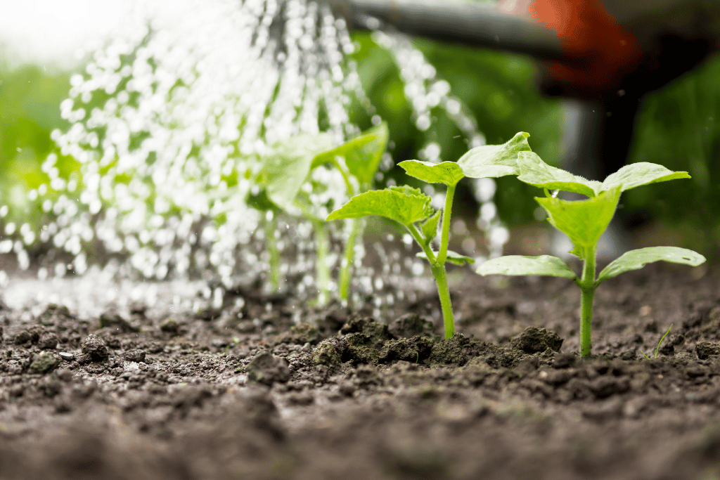 worst time to water plants