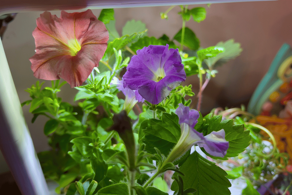 Petunias