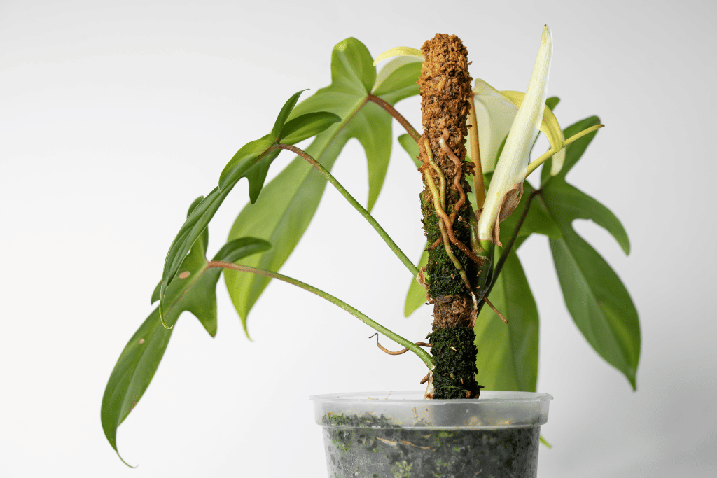Baby Philodendron Squamiferum, Pianta Rara Con Fusto Peloso E Foglie Lobate, Piccola Pianta D'Appartamento, Collezionisti