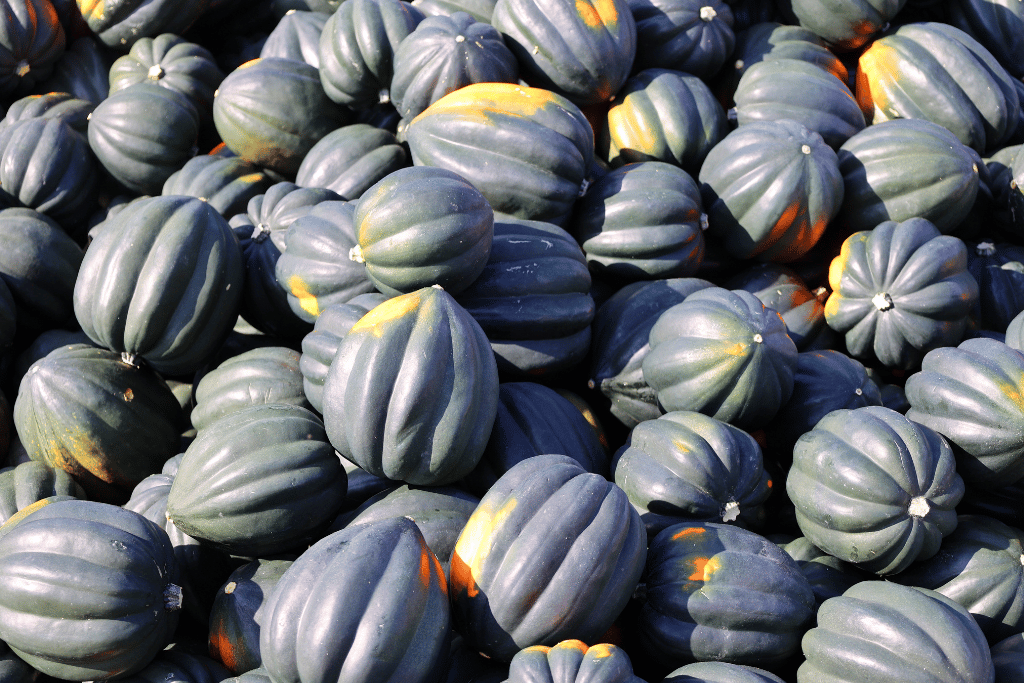 How To Pick Acorn Squash