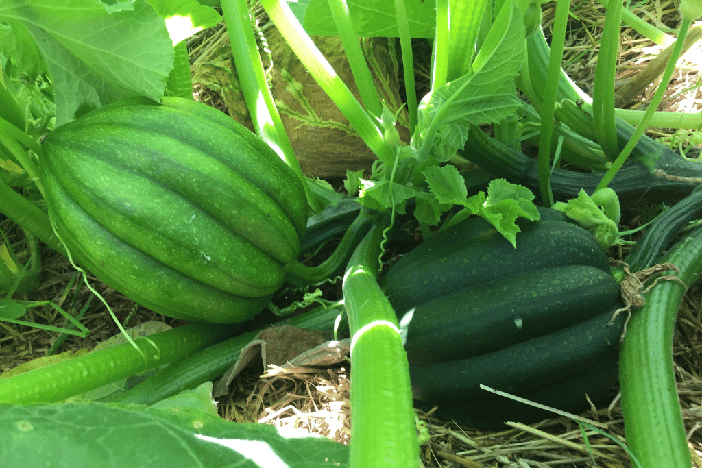 Pick Acorn Squash