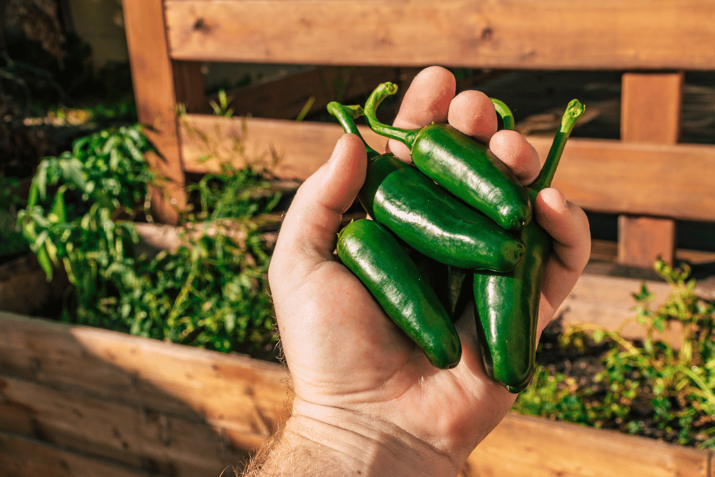 How to Pick Jalapeno Peppers