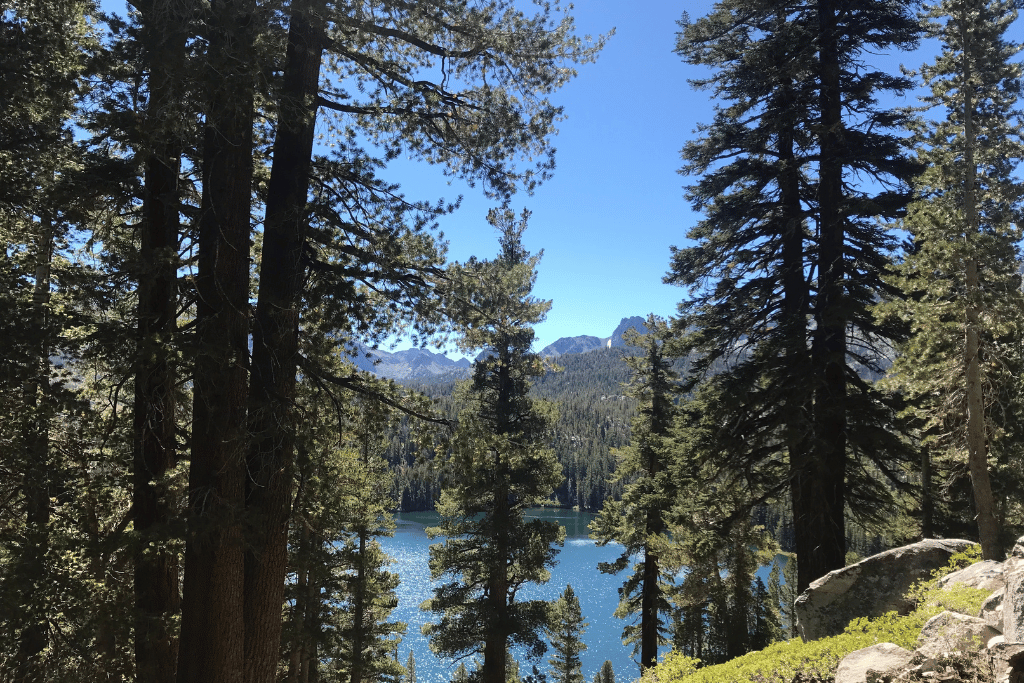 Pine Trees in California