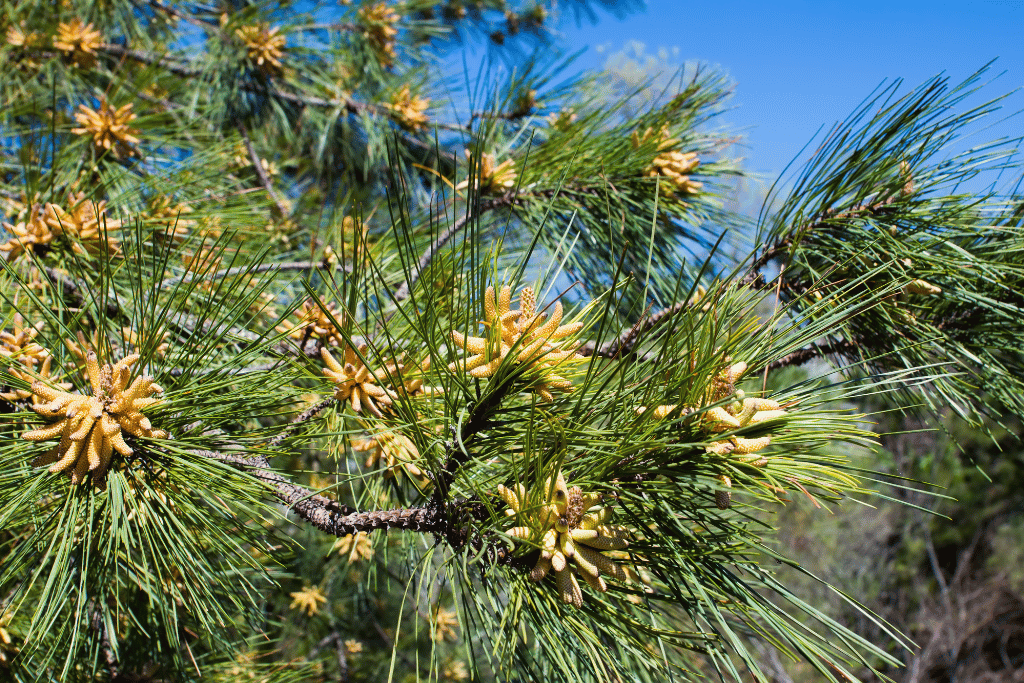 Pine Trees in Houston Texas