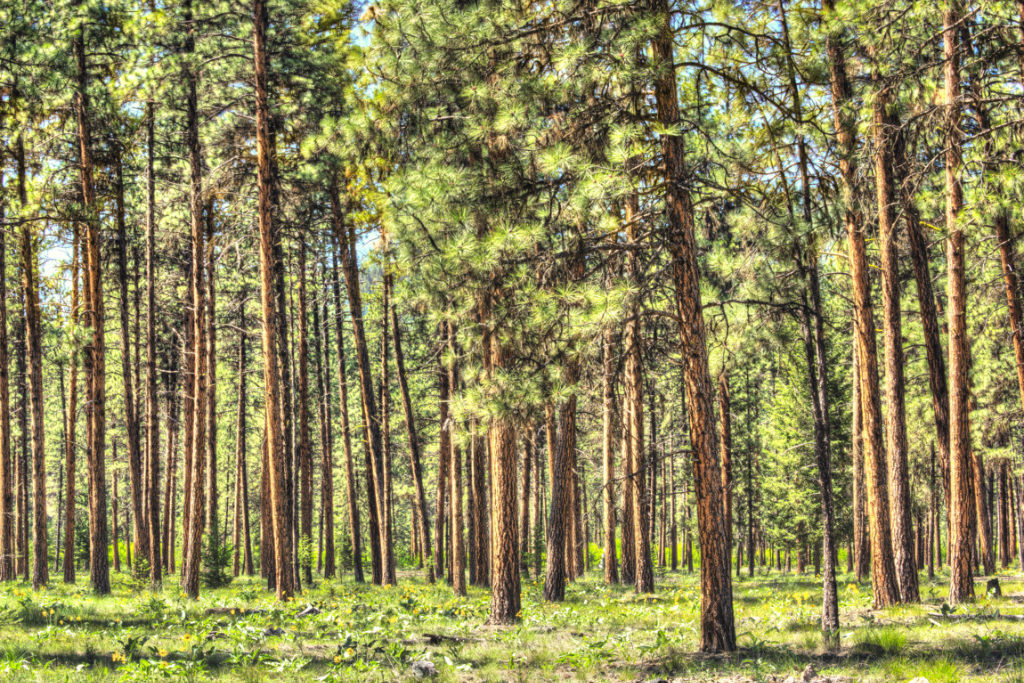 Pine Trees in Northeast