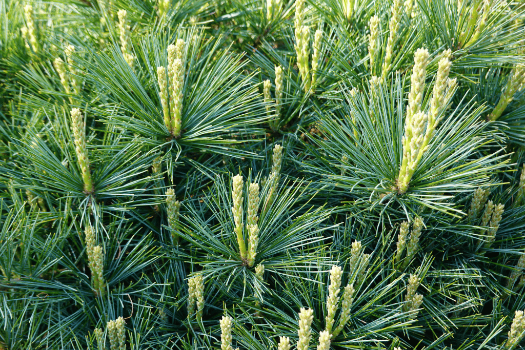 Pine Trees in Ohio