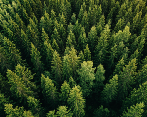 best time to trim pine trees