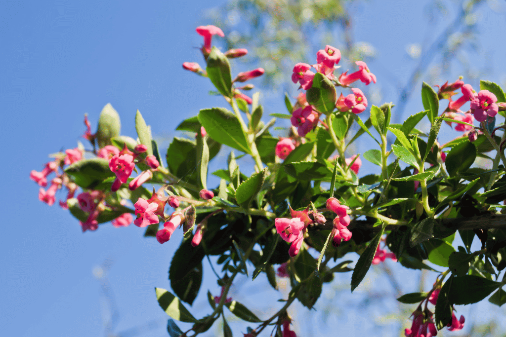 Plant Escallonia Fradesii