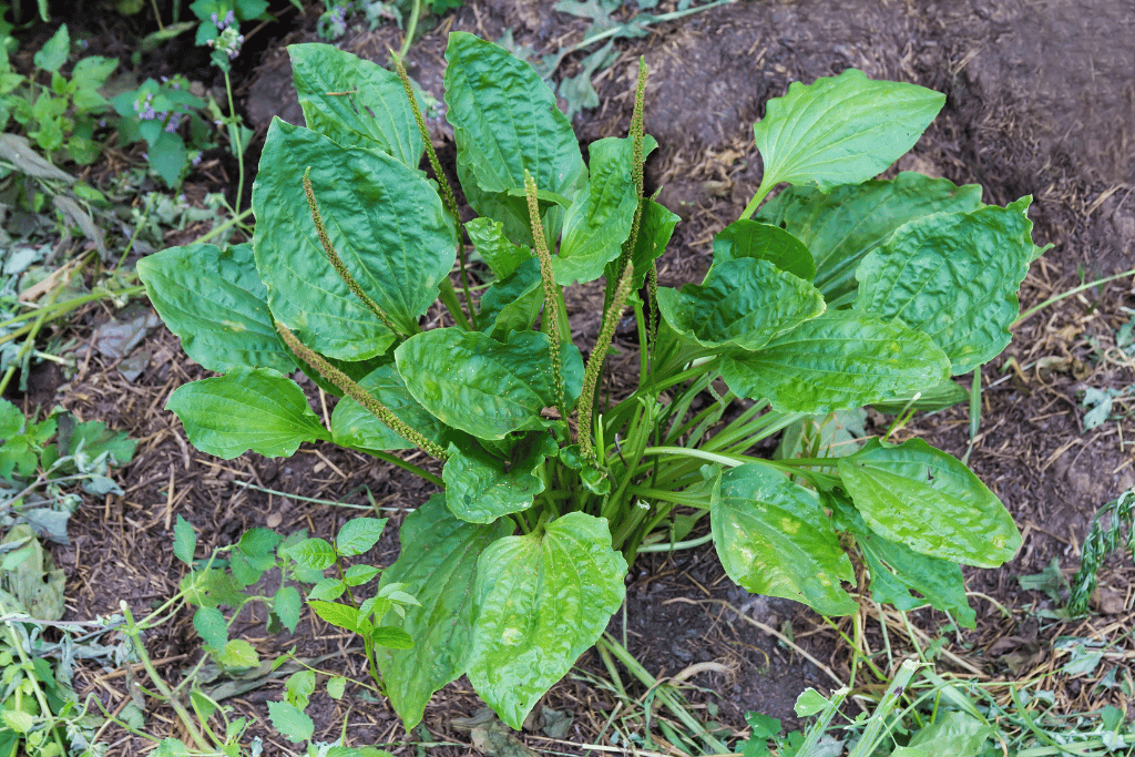 Plantain