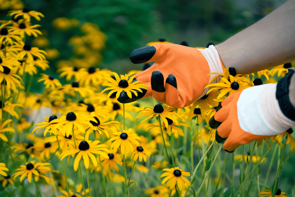 Planting Black Eyed Susan Seeds