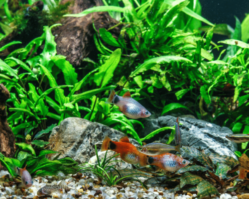 best plants for goldfish tank