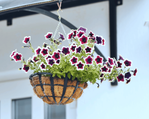 best plants for hanging baskets in shade