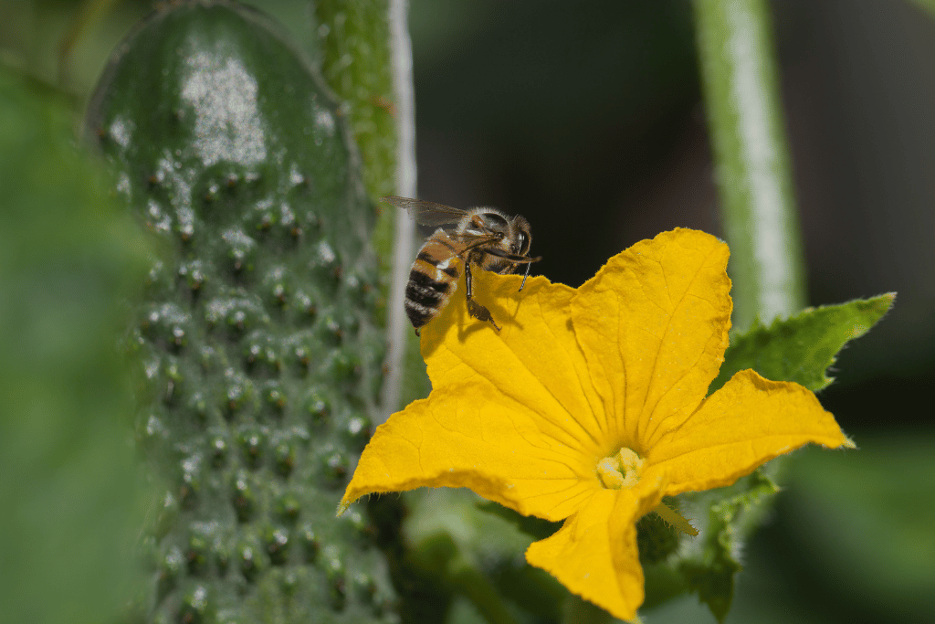 Pollinated Cucumbers