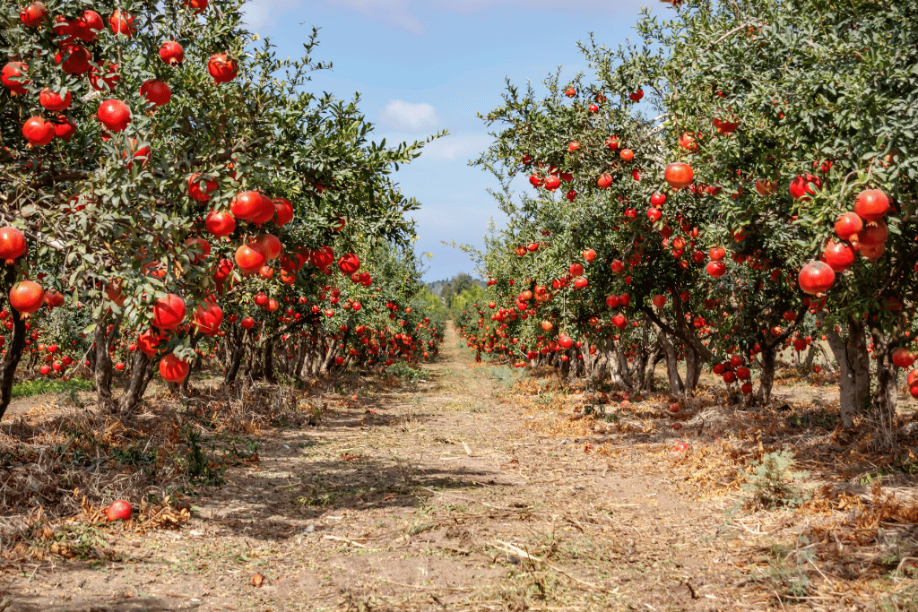 fertilizer for pomegranate tree