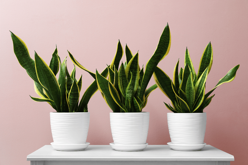 best pots for snake plants