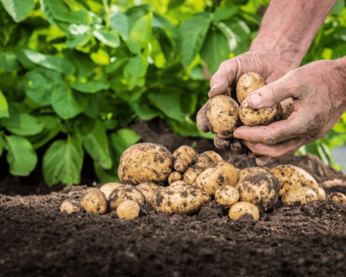 what does a potato plant look like