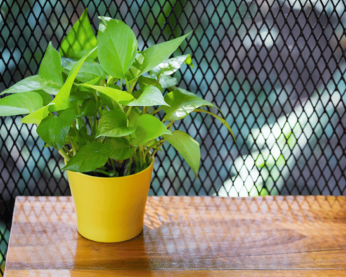 do Pothos Like Direct Sunlight