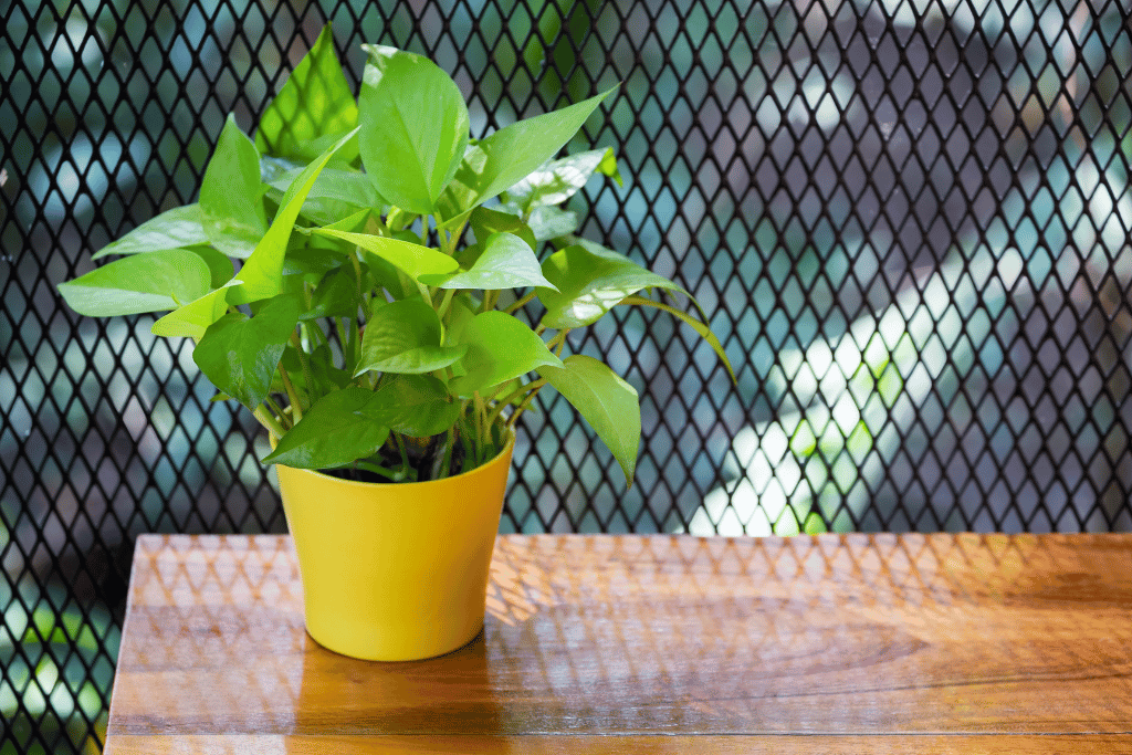 do Pothos Like Direct Sunlight