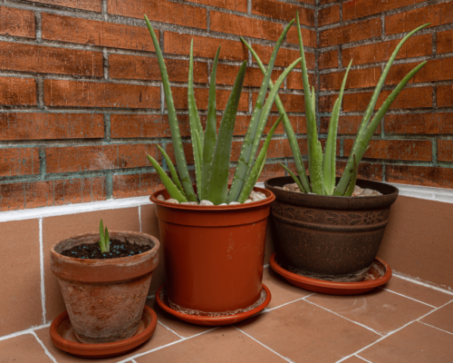 best pots for aloe plants