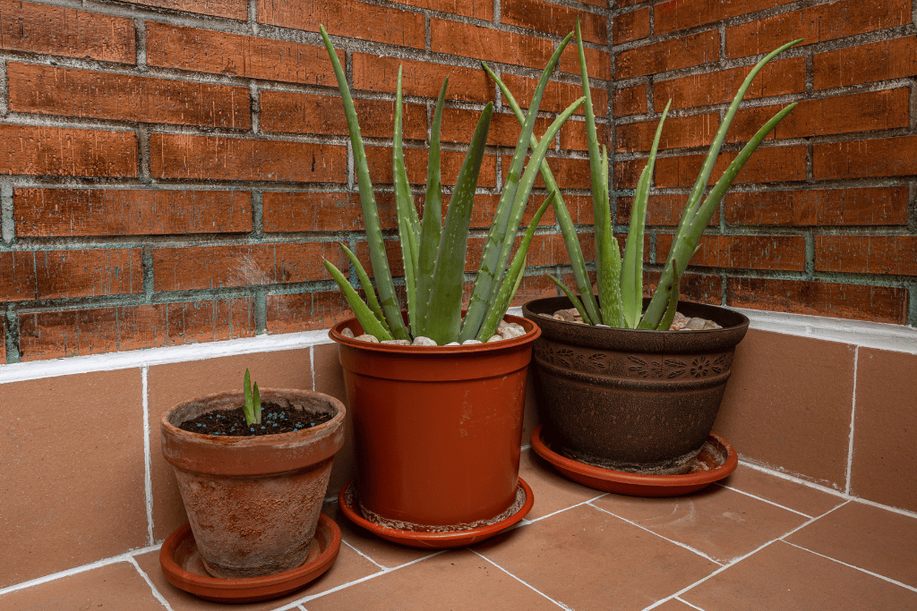 best pots for aloe plants