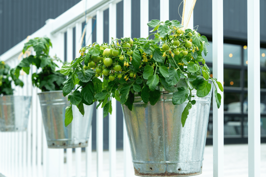 Potted Vines in Metal Frames