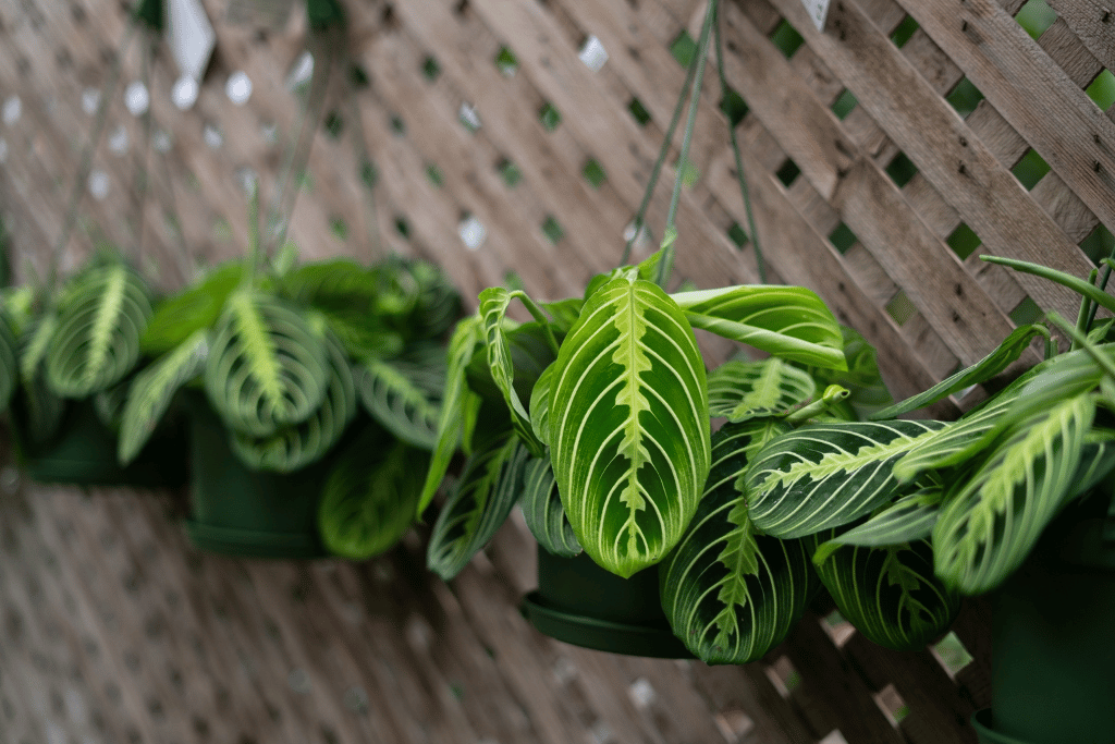 Prayer Plant