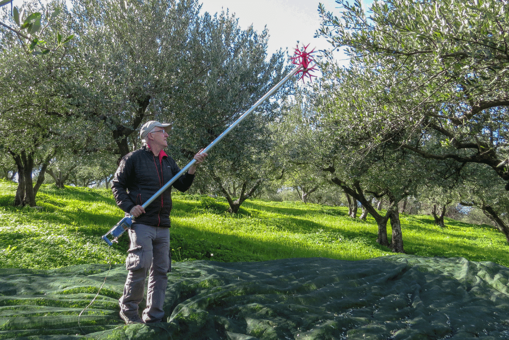 Process of Harvesting a Kalamata