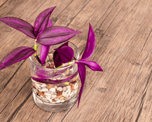 how to propagate wandering jew