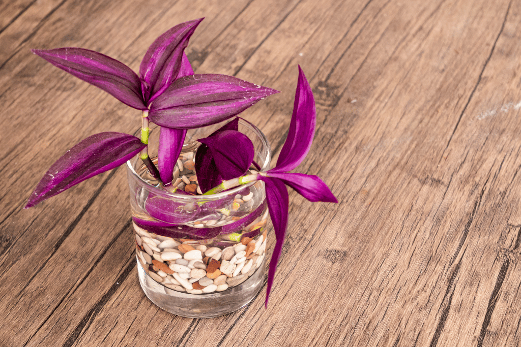 how to propagate wandering jew