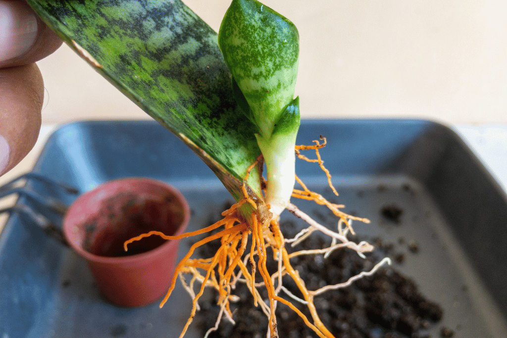 Propagation and Repotting