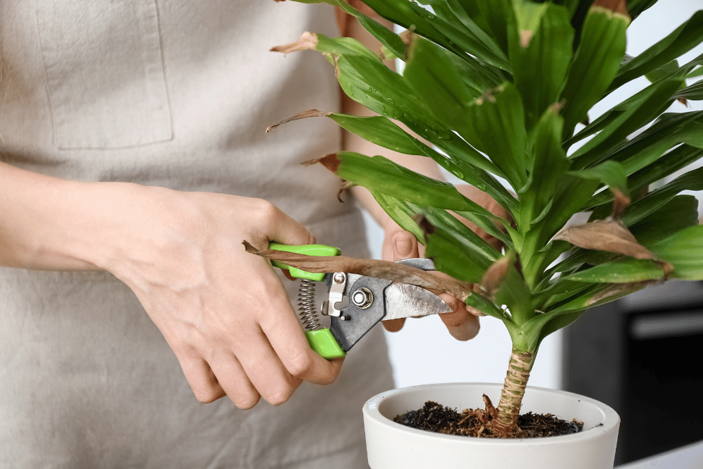 Pruning Corn Plant