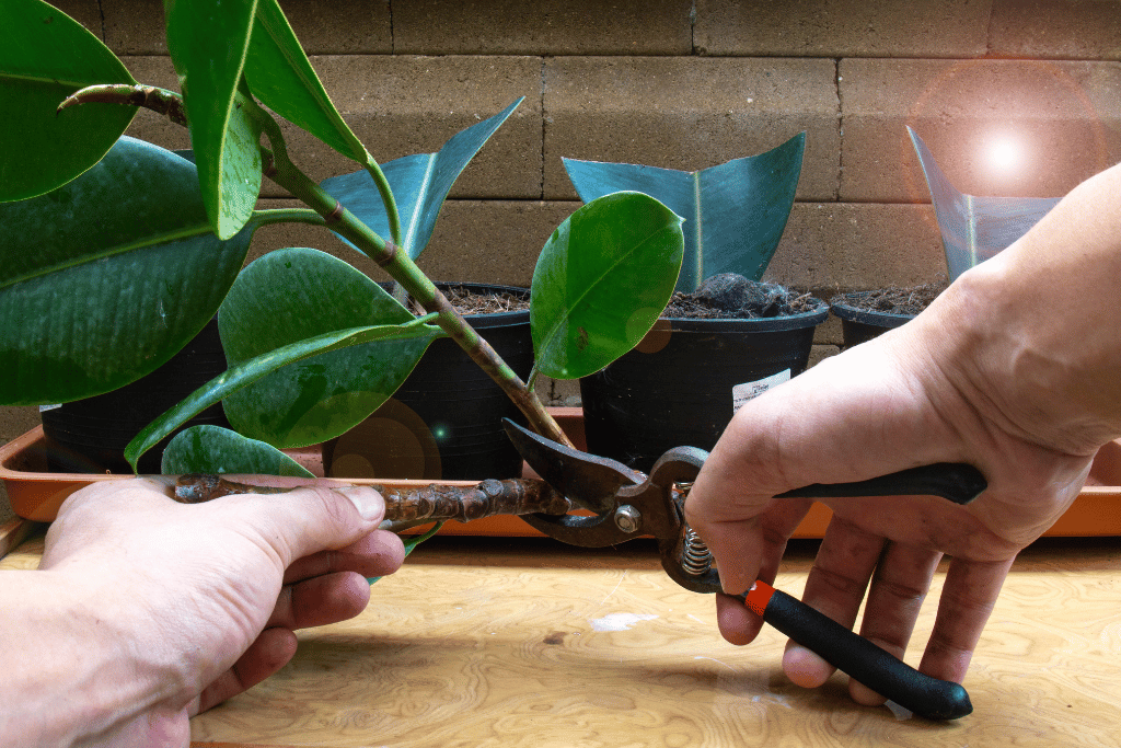 Pruning Ficus