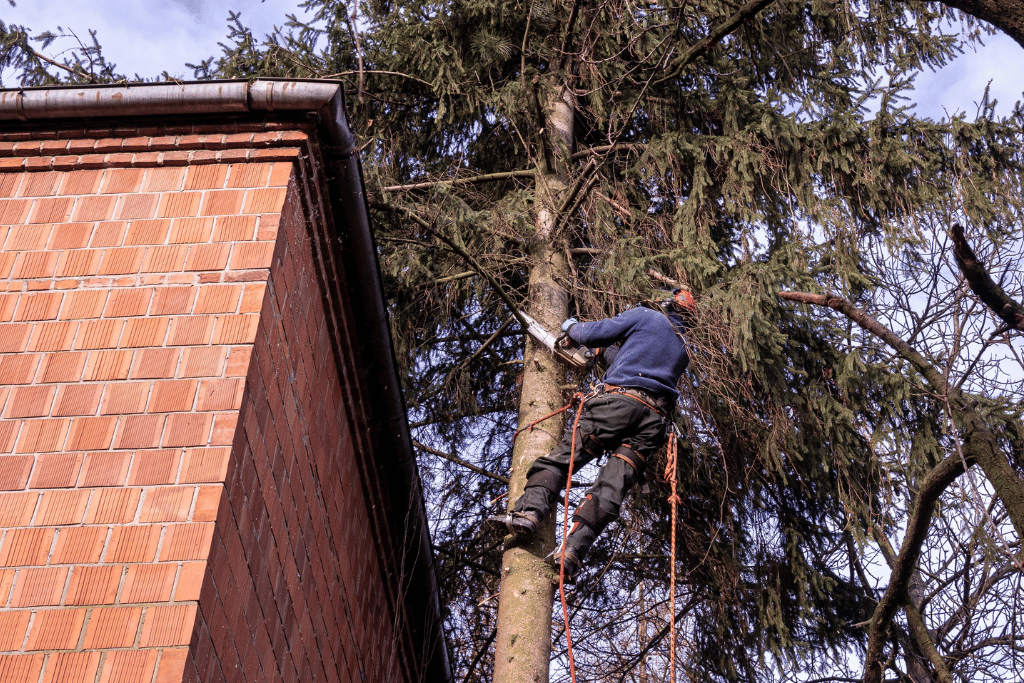 Practices for Pruning Pine Trees