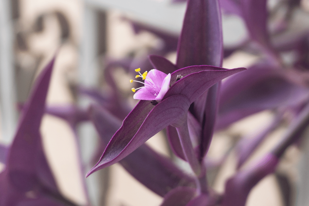 Purple Heart Plant