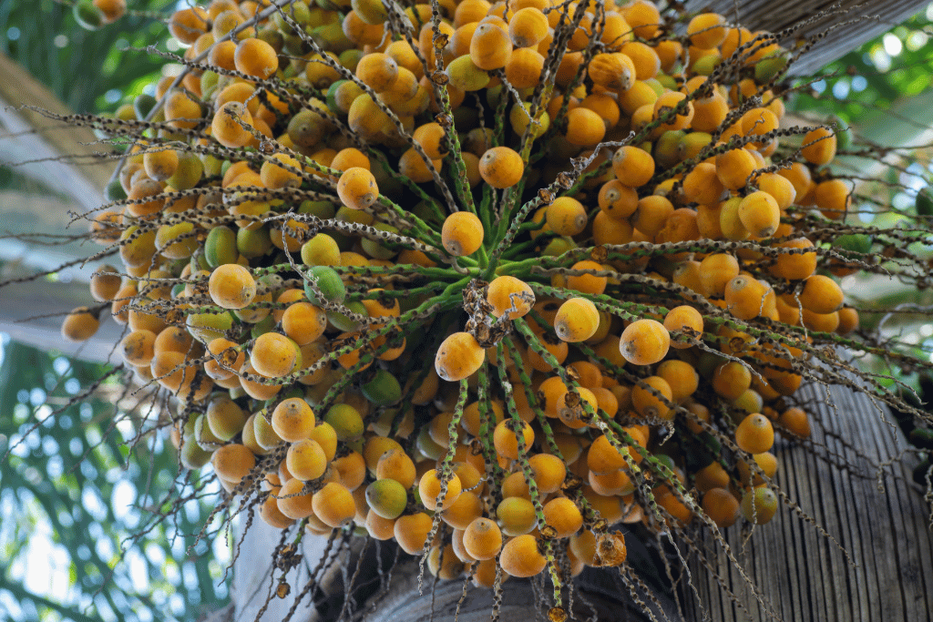 Queen Palm Fruit