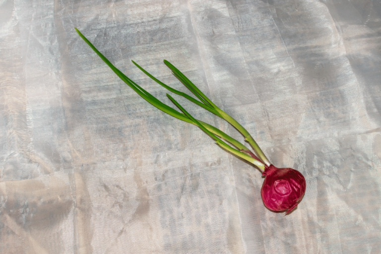 How do onions reproduce a closer look the plant bible