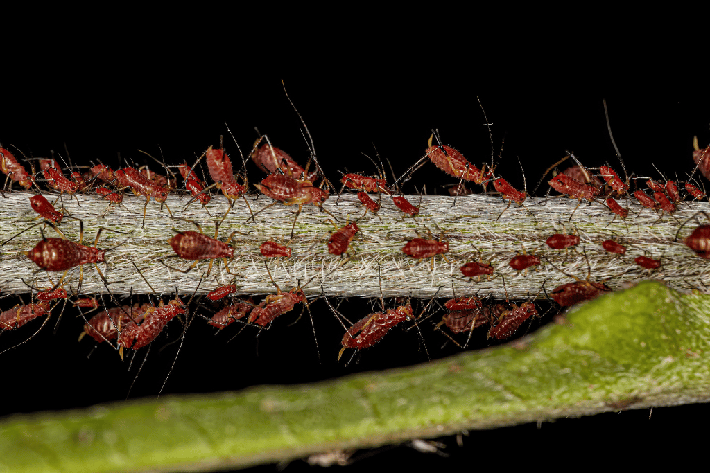 Red aphid