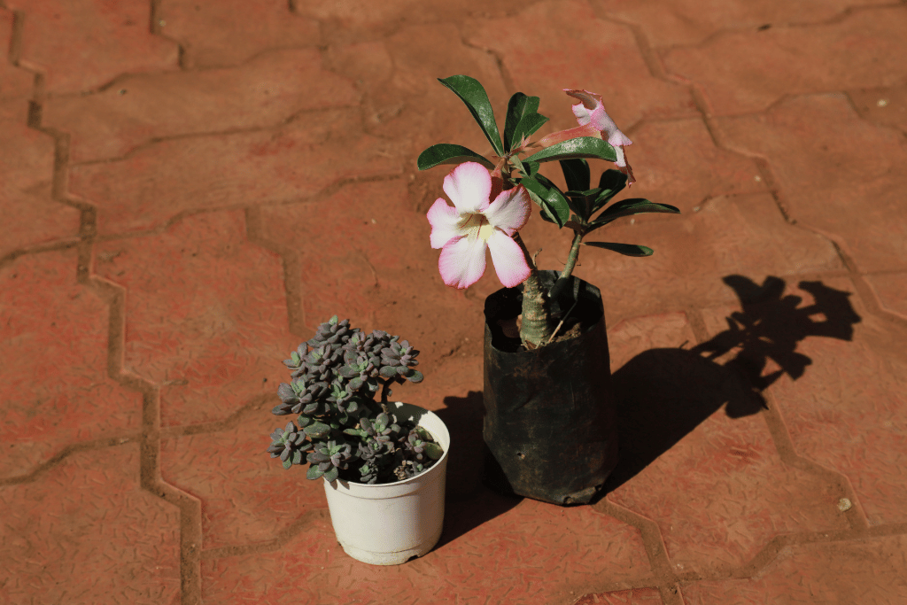 Repotting Desert Rose Bonsai 