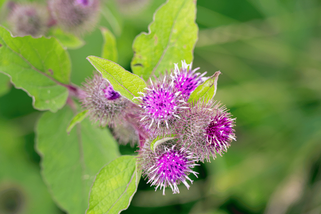 Rhubarb Burdock (Arctium minus)