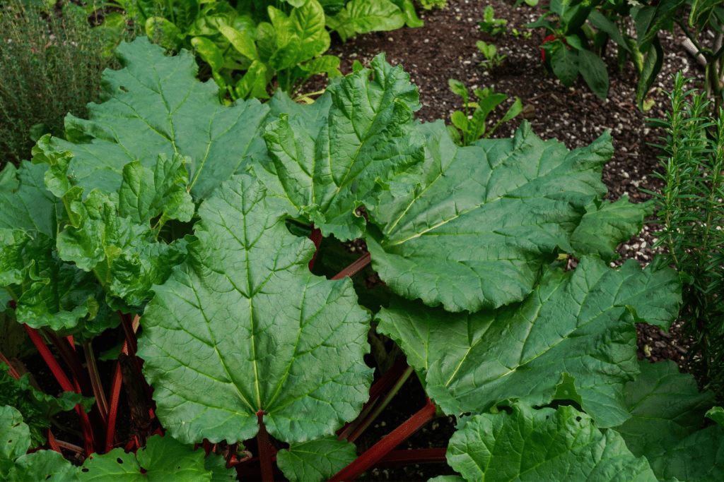 Rhubarb Plant