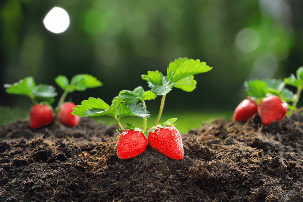 Ripe Strawberry