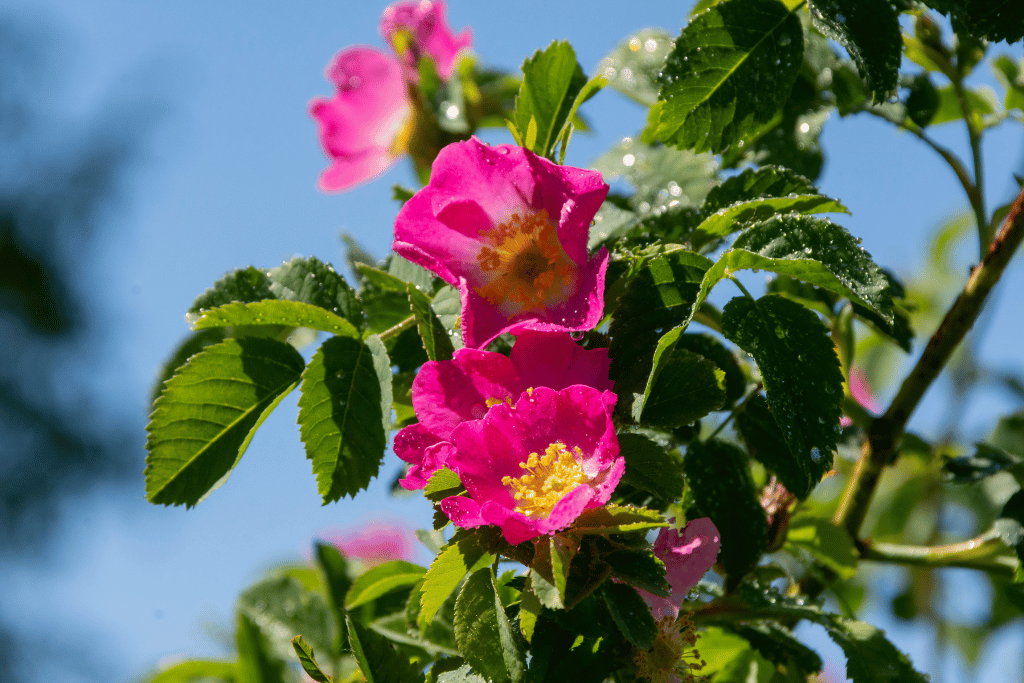 Rose Bush (Rosa rubiginosa)