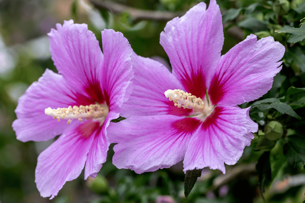 rose of sharon varieties