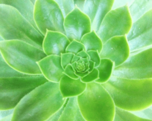 rosette plant