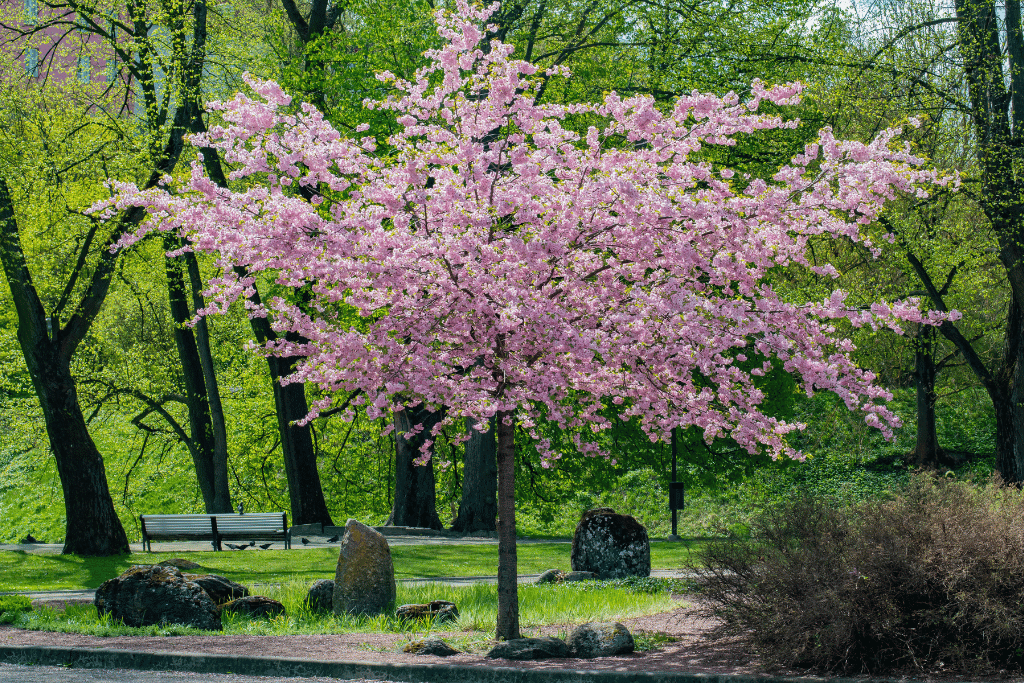 Sargent Cherry Tree (Prunus sargentii)