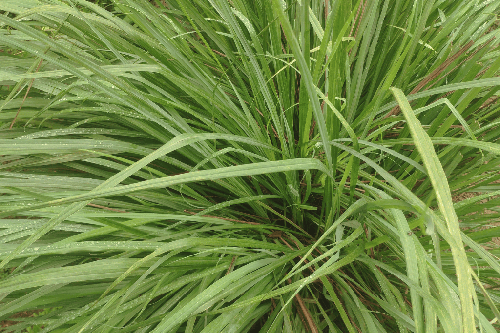 Citronella Grass