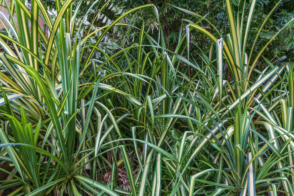 Screw Pine (Pandanus tectorius)