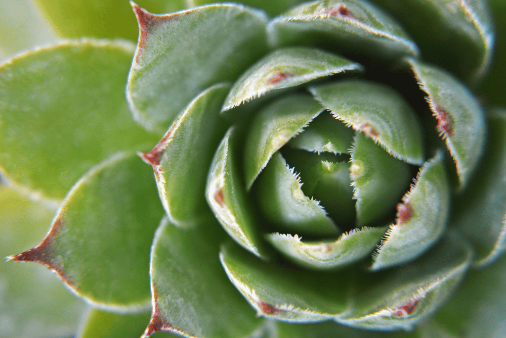 Sempervivum